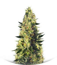 Sweet Pure CBD fem (Sweet Seeds)