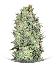 Amnesia Platinum fem (Bulk Seed Bank)