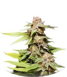 Kannabia Special Max Auto fem (Kannabia Seeds)