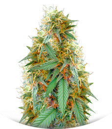 Medical 49 CBD+ fem (Vision Seeds)