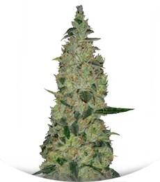 Special Skunk fem (Bulk Seed Bank)