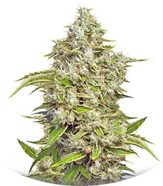 San Fernando Lemon Kush fem (Sweet Seeds)