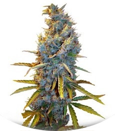 Cream Caramel fem (Sweet Seeds)