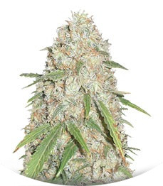 Kripple Roulette fem (Dr. Krippling Seeds)
