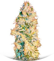 Nexus fem (Eva Seeds)