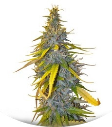 S.A.D. Sweet Afgani Delicious S1 fem (Sweet Seeds)