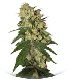 Warlock regular (Serious Seeds)