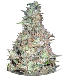 Choc-Matic Auto fem (Dr. Krippling Seeds)