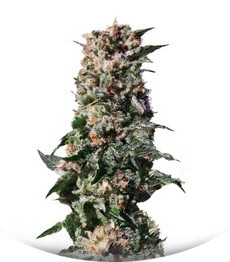La Blanca fem (Kannabia Seeds)