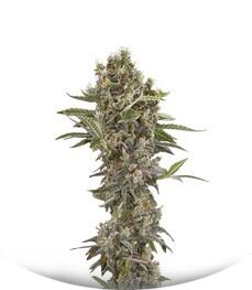 Moby Dick Autoflowering fem (Dinafem Seeds)