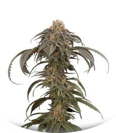 Purple Afghan Kush fem (Dinafem Seeds)