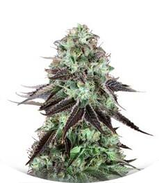 DarkStar Kush regular (TH Seeds)