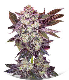 Mystical Autoflower fem (Easy Grow Seeds)