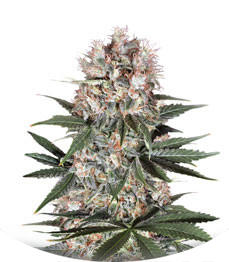 Ortega Indica fem (Dutch Passion)