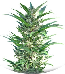 Auto Haze fem (Female Seeds)