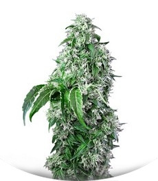 Big Devil F1 Fast Version fem (Sweet Seeds)