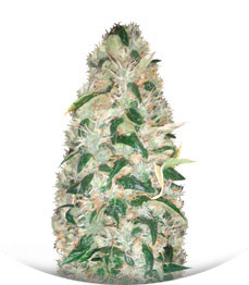 Choco Bud fem (Vision Seeds)