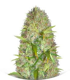 Super Skunk fem (Vision Seeds)