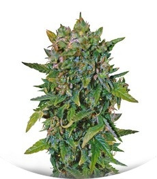 VIP Auto fem (VIP seeds)