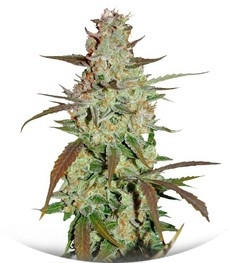 Blue Auto Mazar fem (Dutch Passion)