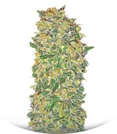 Chocolate Kush fem (00 Seeds)