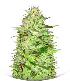 Critical Chronic Auto fem (Sumo Seeds)