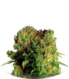 Dutch Dragon fem (Paradise Seeds)