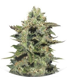 Original Siberian auto fem (Russian Genetic)