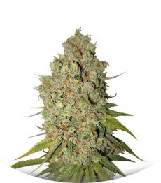 Special Kush 1 fem (RQS)