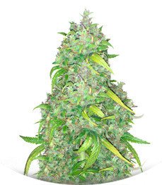 Strawberry Cream fem (Sumo Seeds)