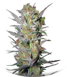 Sweet Haze fem (DNA Genetics)