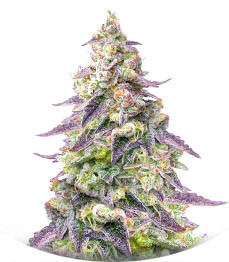 #9 Pound Hammer Auto fem (High Speed ​​Buds)