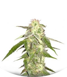 Amnesia Vip fem (VIP seeds)