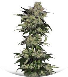 Beyond the Brain regular (Mandala Seeds)