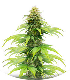 CBG-Force fem (Dutch Passion)