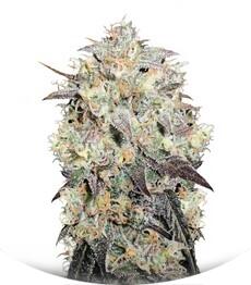 Auto Cocopopo fem (Bulk Seed Bank)