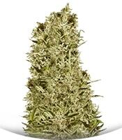 Super Cheese Auto fem (Trikoma Seeds)