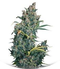 Tundra Auto fem (Dutch Passion)