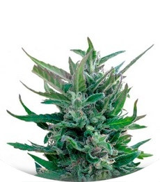 Blue Mammoth Auto fem (Barney's Farm)