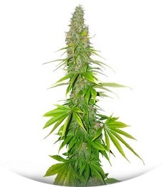 Double White fem (Sweet Seeds)