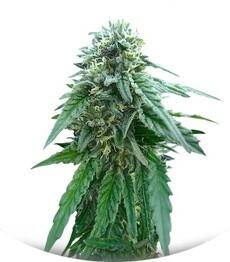 Early Skunk regular (Sensi Seeds)