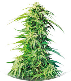 Super Hindu Kush regular (Sumo Seeds)