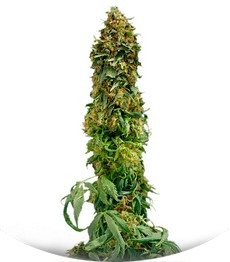 Sweet Tooth Auto fem (Barney's Farm)