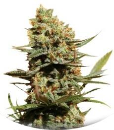 The Edge fem (Dutch Passion)