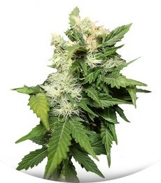 Betty Boo auto fem (Joint Doctor)