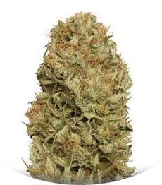 Blue Dream Auto fem (Humboldt Seeds)