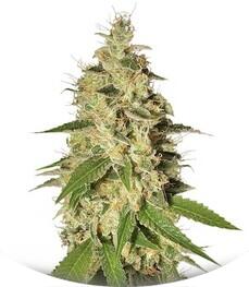 Raspberry Diesel fem (Humboldt Seeds)