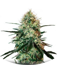 Chronic Thunder fem (Barney's Farm)