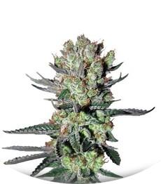 Smile fem (Kannabia Seeds)