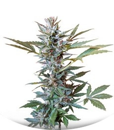 Speed Devil Auto fem (Sweet Seeds)